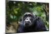 Chimpanzee (Pan troglodytes), Kibale National Park, Uganda, Africa-Ashley Morgan-Mounted Photographic Print
