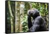 Chimpanzee (Pan troglodytes schweinfurthii) male, scratching, Kibale National Park, Uganda-Eric Baccega-Framed Stretched Canvas