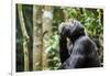 Chimpanzee (Pan troglodytes schweinfurthii) male, scratching, Kibale National Park, Uganda-Eric Baccega-Framed Photographic Print