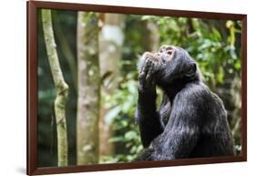 Chimpanzee (Pan troglodytes schweinfurthii) male, scratching, Kibale National Park, Uganda-Eric Baccega-Framed Photographic Print