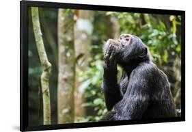 Chimpanzee (Pan troglodytes schweinfurthii) male, scratching, Kibale National Park, Uganda-Eric Baccega-Framed Photographic Print