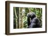 Chimpanzee (Pan troglodytes schweinfurthii) male, scratching, Kibale National Park, Uganda-Eric Baccega-Framed Photographic Print