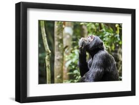 Chimpanzee (Pan troglodytes schweinfurthii) male, scratching, Kibale National Park, Uganda-Eric Baccega-Framed Photographic Print