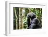 Chimpanzee (Pan troglodytes schweinfurthii) male, scratching, Kibale National Park, Uganda-Eric Baccega-Framed Photographic Print