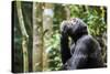 Chimpanzee (Pan troglodytes schweinfurthii) male, scratching, Kibale National Park, Uganda-Eric Baccega-Stretched Canvas