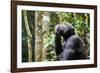 Chimpanzee (Pan troglodytes schweinfurthii) male, scratching, Kibale National Park, Uganda-Eric Baccega-Framed Photographic Print