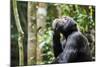 Chimpanzee (Pan troglodytes schweinfurthii) male, scratching, Kibale National Park, Uganda-Eric Baccega-Mounted Photographic Print