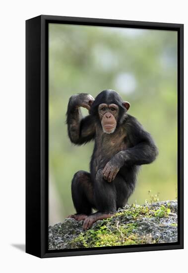 Chimpanzee (Pan troglodytes) young sitting, scratching-Jurgen & Christine Sohns-Framed Stretched Canvas