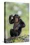 Chimpanzee (Pan troglodytes) young sitting, scratching-Jurgen & Christine Sohns-Stretched Canvas