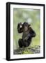 Chimpanzee (Pan troglodytes) young sitting, scratching-Jurgen & Christine Sohns-Framed Photographic Print