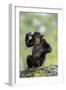 Chimpanzee (Pan troglodytes) young sitting, scratching-Jurgen & Christine Sohns-Framed Photographic Print