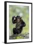 Chimpanzee (Pan troglodytes) young sitting, scratching-Jurgen & Christine Sohns-Framed Photographic Print