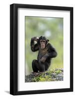 Chimpanzee (Pan troglodytes) young sitting, scratching-Jurgen & Christine Sohns-Framed Photographic Print