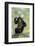 Chimpanzee (Pan troglodytes) young sitting, scratching-Jurgen & Christine Sohns-Framed Photographic Print