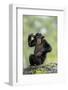 Chimpanzee (Pan troglodytes) young sitting, scratching-Jurgen & Christine Sohns-Framed Photographic Print