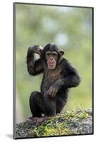 Chimpanzee (Pan troglodytes) young sitting, scratching-Jurgen & Christine Sohns-Mounted Photographic Print