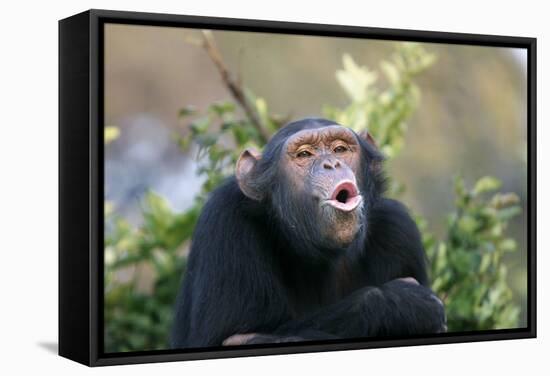 Chimpanzee Pant-Hoot-null-Framed Stretched Canvas