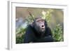 Chimpanzee Pant-Hoot-null-Framed Photographic Print