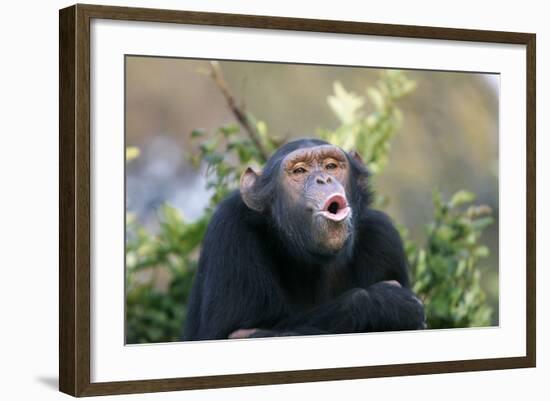 Chimpanzee Pant-Hoot-null-Framed Photographic Print