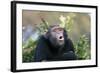 Chimpanzee Pant-Hoot-null-Framed Photographic Print