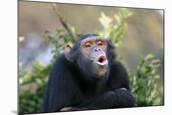 Chimpanzee Pant-Hoot-null-Mounted Photographic Print