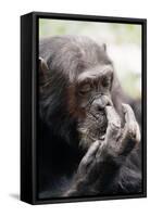 Chimpanzee Picking Nose, 'Gigi' Female 39 Yrs-Adrian Warren-Framed Stretched Canvas
