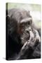 Chimpanzee Picking Nose, 'Gigi' Female 39 Yrs-Adrian Warren-Stretched Canvas