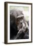 Chimpanzee Picking Nose, 'Gigi' Female 39 Yrs-Adrian Warren-Framed Photographic Print