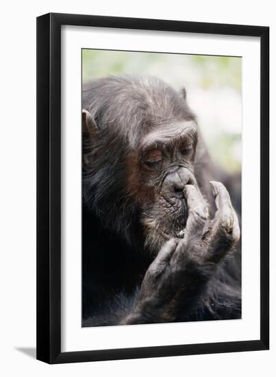 Chimpanzee Picking Nose, 'Gigi' Female 39 Yrs-Adrian Warren-Framed Photographic Print