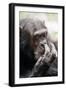 Chimpanzee Picking Nose, 'Gigi' Female 39 Yrs-Adrian Warren-Framed Photographic Print