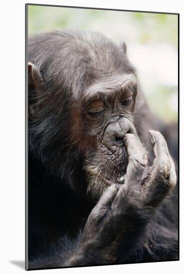 Chimpanzee Picking Nose, 'Gigi' Female 39 Yrs-Adrian Warren-Mounted Photographic Print