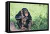 Chimpanzee Playing with a Stick-DLILLC-Framed Stretched Canvas