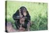 Chimpanzee Playing with a Stick-DLILLC-Stretched Canvas