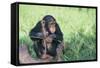 Chimpanzee Playing with a Stick-DLILLC-Framed Stretched Canvas