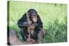 Chimpanzee Playing with a Stick-DLILLC-Stretched Canvas