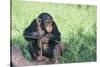 Chimpanzee Playing with a Stick-DLILLC-Stretched Canvas