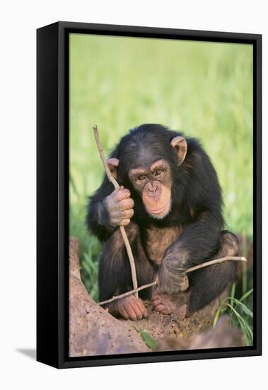 Chimpanzee Playing with a Stick-DLILLC-Framed Stretched Canvas