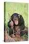 Chimpanzee Playing with a Stick-DLILLC-Stretched Canvas