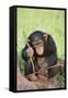 Chimpanzee Playing with a Stick-DLILLC-Framed Stretched Canvas