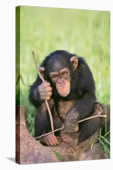 Chimpanzee Playing with a Stick-DLILLC-Stretched Canvas