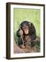 Chimpanzee Playing with a Stick-DLILLC-Framed Premium Photographic Print