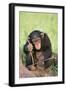 Chimpanzee Playing with a Stick-DLILLC-Framed Premium Photographic Print