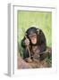 Chimpanzee Playing with a Stick-DLILLC-Framed Premium Photographic Print