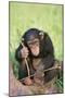 Chimpanzee Playing with a Stick-DLILLC-Mounted Premium Photographic Print