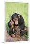 Chimpanzee Playing with a Stick-DLILLC-Framed Premium Photographic Print