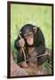 Chimpanzee Playing with a Stick-DLILLC-Framed Premium Photographic Print