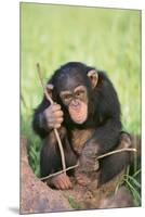 Chimpanzee Playing with a Stick-DLILLC-Mounted Premium Photographic Print