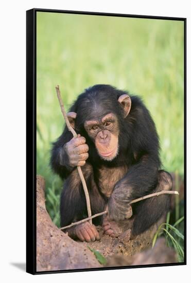 Chimpanzee Playing with a Stick-DLILLC-Framed Stretched Canvas