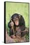 Chimpanzee Playing with a Stick-DLILLC-Framed Stretched Canvas