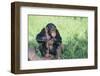 Chimpanzee Playing with a Stick-DLILLC-Framed Premium Photographic Print